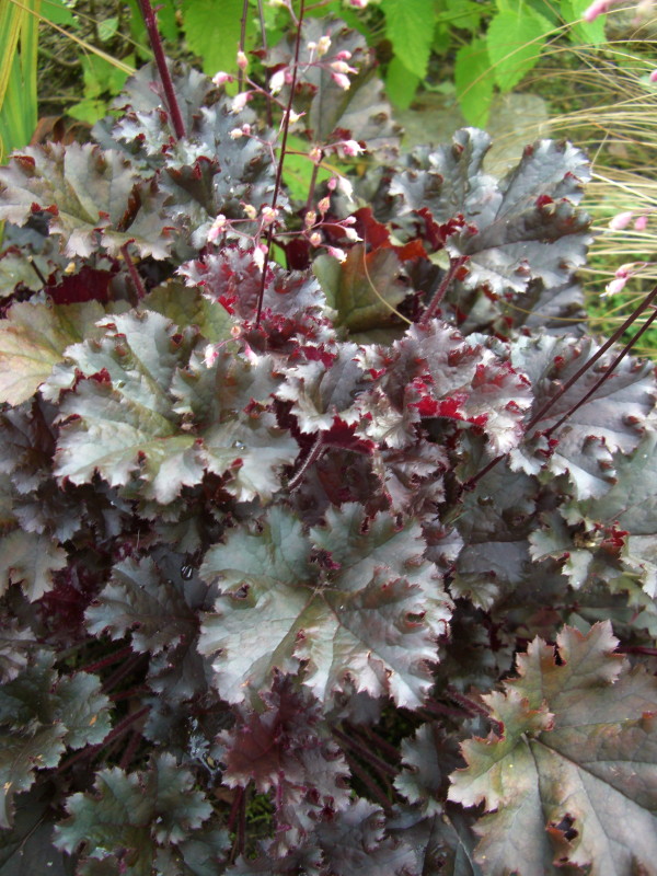 The Year of the Heuchera | Friends of The Frelinghuysen Arboretum