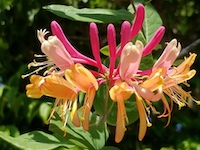 Lonicera_heckrotti_Goldflame_Honeysuckle-th