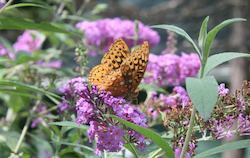 Great_Spangled_Fritillary-th