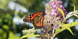 Monarch_on_Buddleia-th