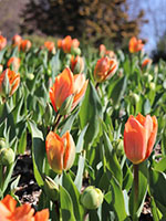 Tulip_Closeup_kp-th