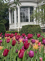 Tulips_at_The_Mansion_af-th