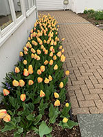 Tulips_by_Matildas_af-th