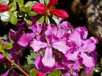 Azalea+Lunaria-th