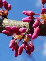 Cercis Canadensis Buds-th