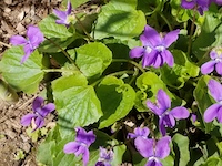 Violets-th