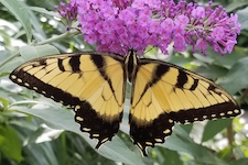 TigerSwallowtail_Buddleia-th