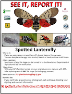 SpottedLanternflyFlyer-th