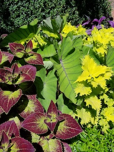 COLEUS_COLOCASIA_PERSIAN_SHIELD-th