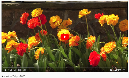 YouTubeTulips