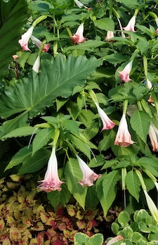 BRUGMANSIA-th