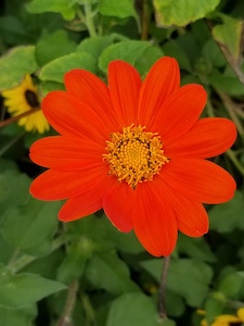 ZinniaOrange-th