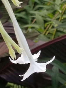 nicotiana