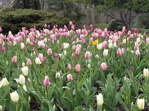 pink tulips