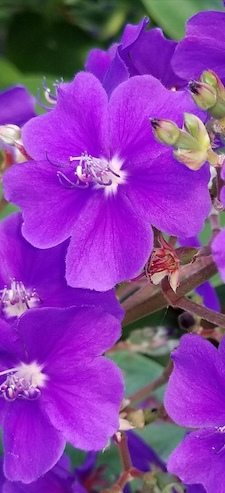 tibouchina