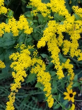 Goldenrod-th