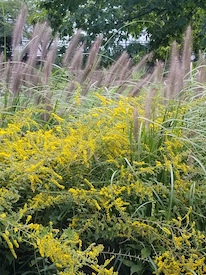 Grass Seedheads Goldenrod