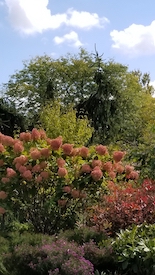 Hydrangea Fall Color