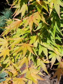 Japanese Maple Fall Leaves