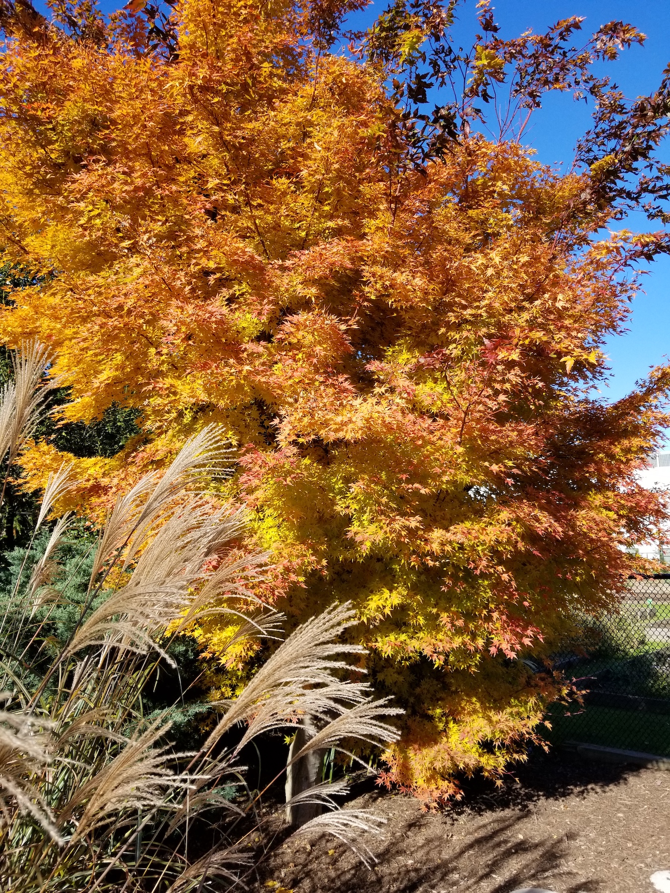 Japanese Maple Grasses