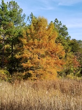 Fall flowers