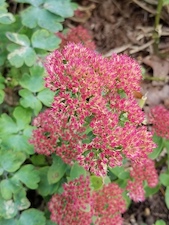 Fall flowers