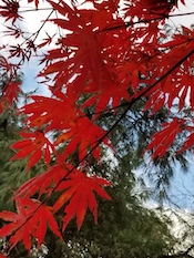 Japanese Maple leaves