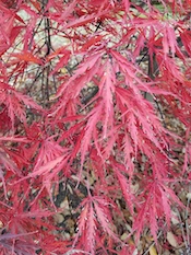 threadleaf Japanese maple