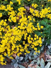 yellow mums and lambs ears