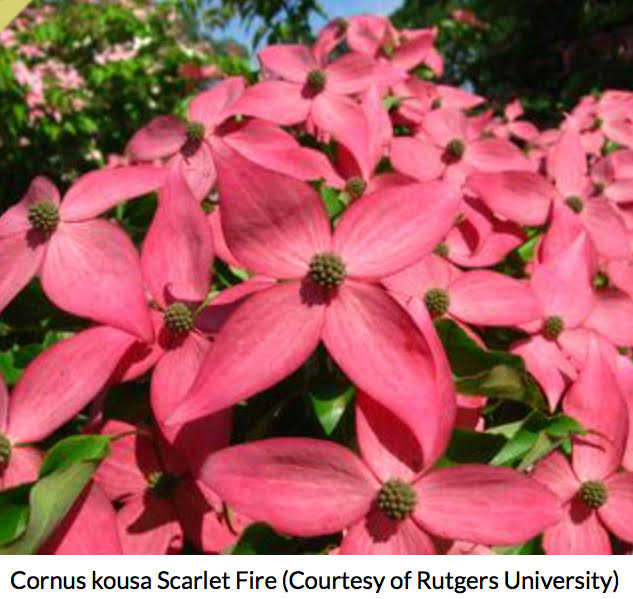 cornus kousa scarlet fire