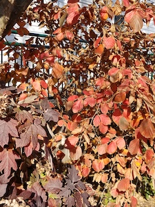 OakLeafHydrangea+Hamamelis