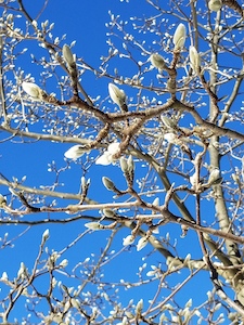 magnolia buds