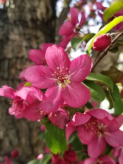 CrabappleFlower