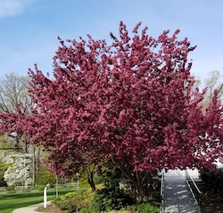 Crabapple'RedBaron'