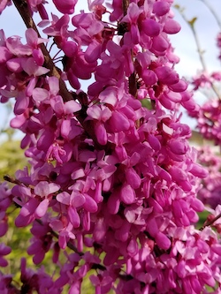 RedbudFlowers