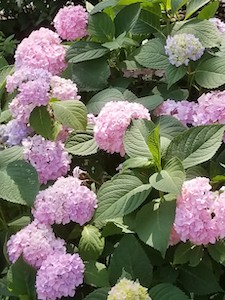 hydrangea pink