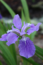 iris-tectorum-wolong-flower-th