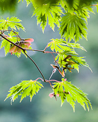 Japanese Maples - Acer palmatum