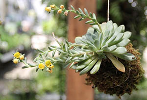 DIY-Garden-Hanging-Kokedama-Plant1-sm