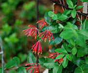 Lonicera_Major_Wheeler-th