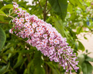 The Care of Lilacs