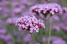 verbena-bonariensis-flower-th