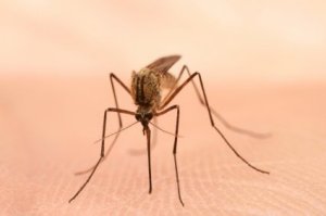 mosquito_s