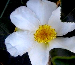 Camellia_oleifera_Lu_Shan_Snow-th