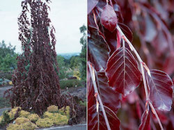 fagus_sylvatica_purple_fountain-th