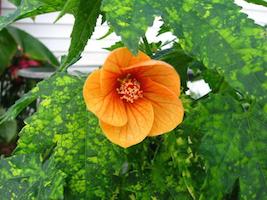 Abutilon_thompsonii-th