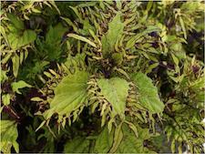 ColeusGoldAnemon-th