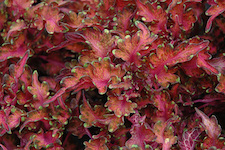 ColeusMoltenCoral-th