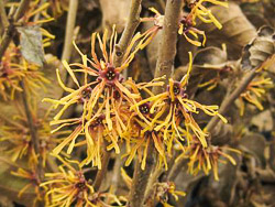 Hamamelis_vernalis_Autumn_Embers