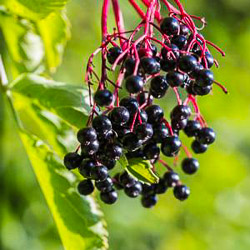 Sambucus_canadensis_%E2%80%98Adams%E2%80%99